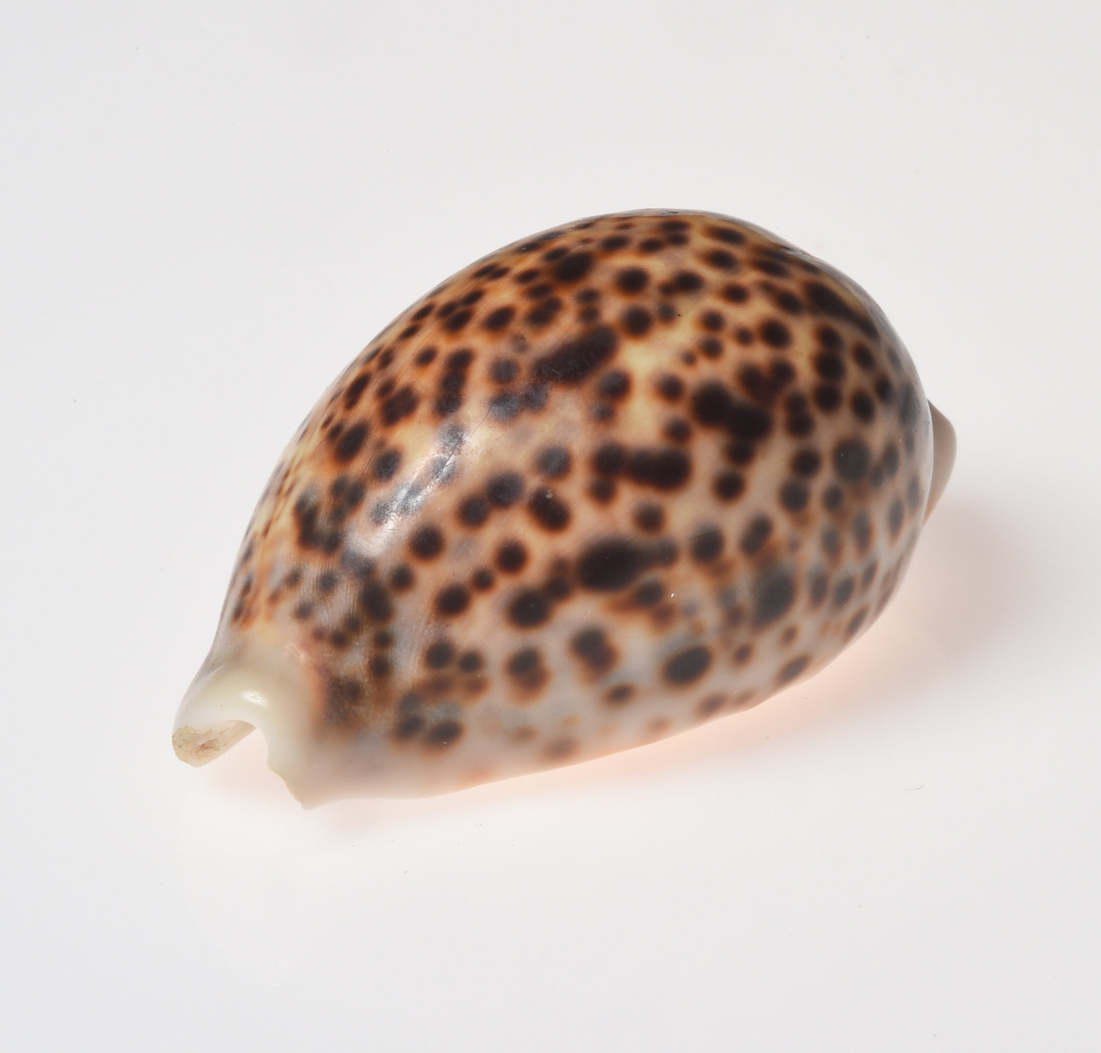 Cypraea Tigris